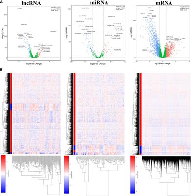 Identification of Key lncRNA–mRNA Pairs and Functional lncRNAs in Breast Cancer by Integrative Analysis of TCGA Data